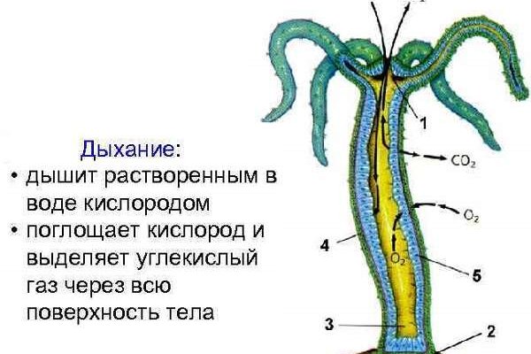 Как вывести деньги с кракена тор